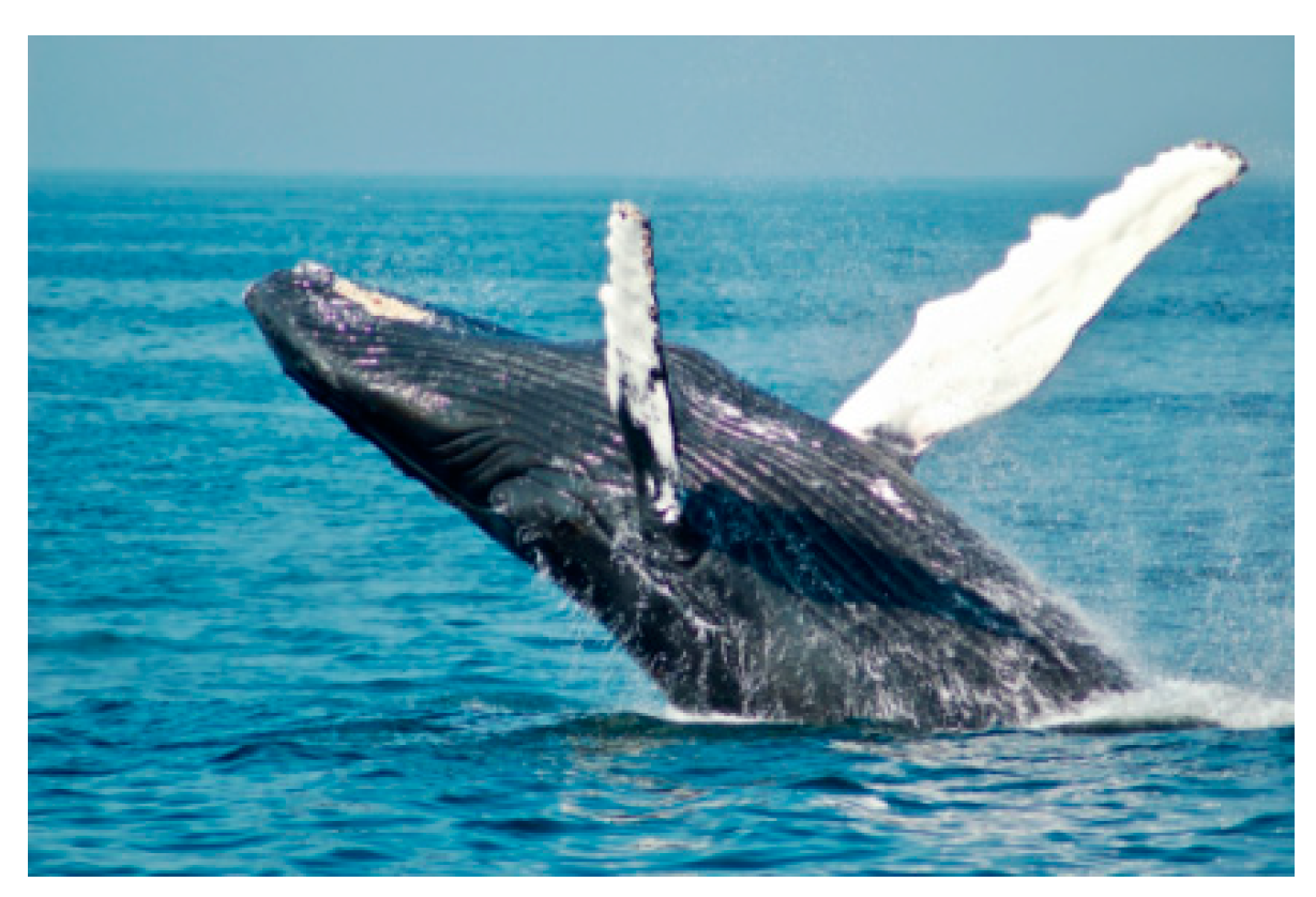 Applsci 11 09943 g001