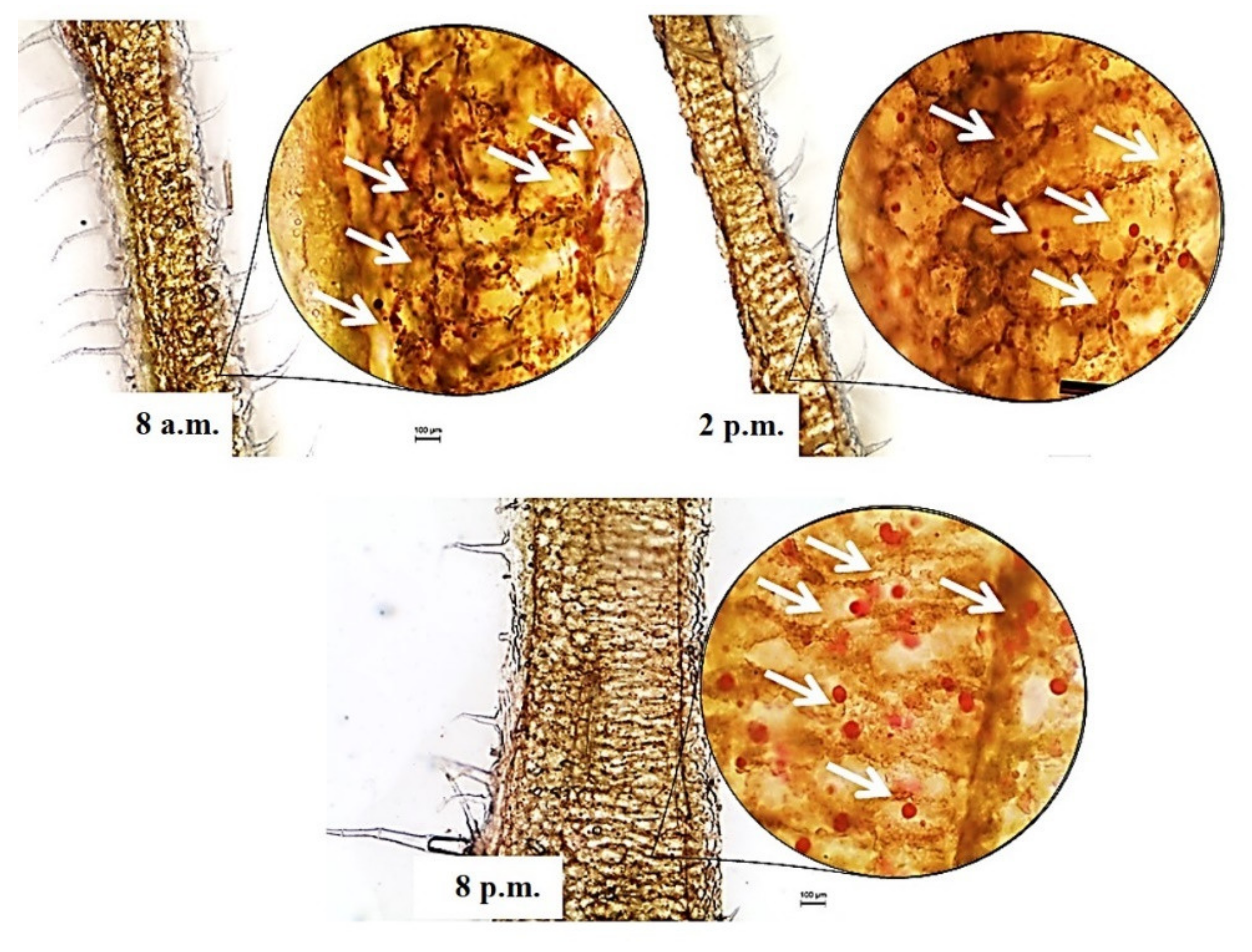 Applsci 11 10838 g003 Applsci 11 10838 g003