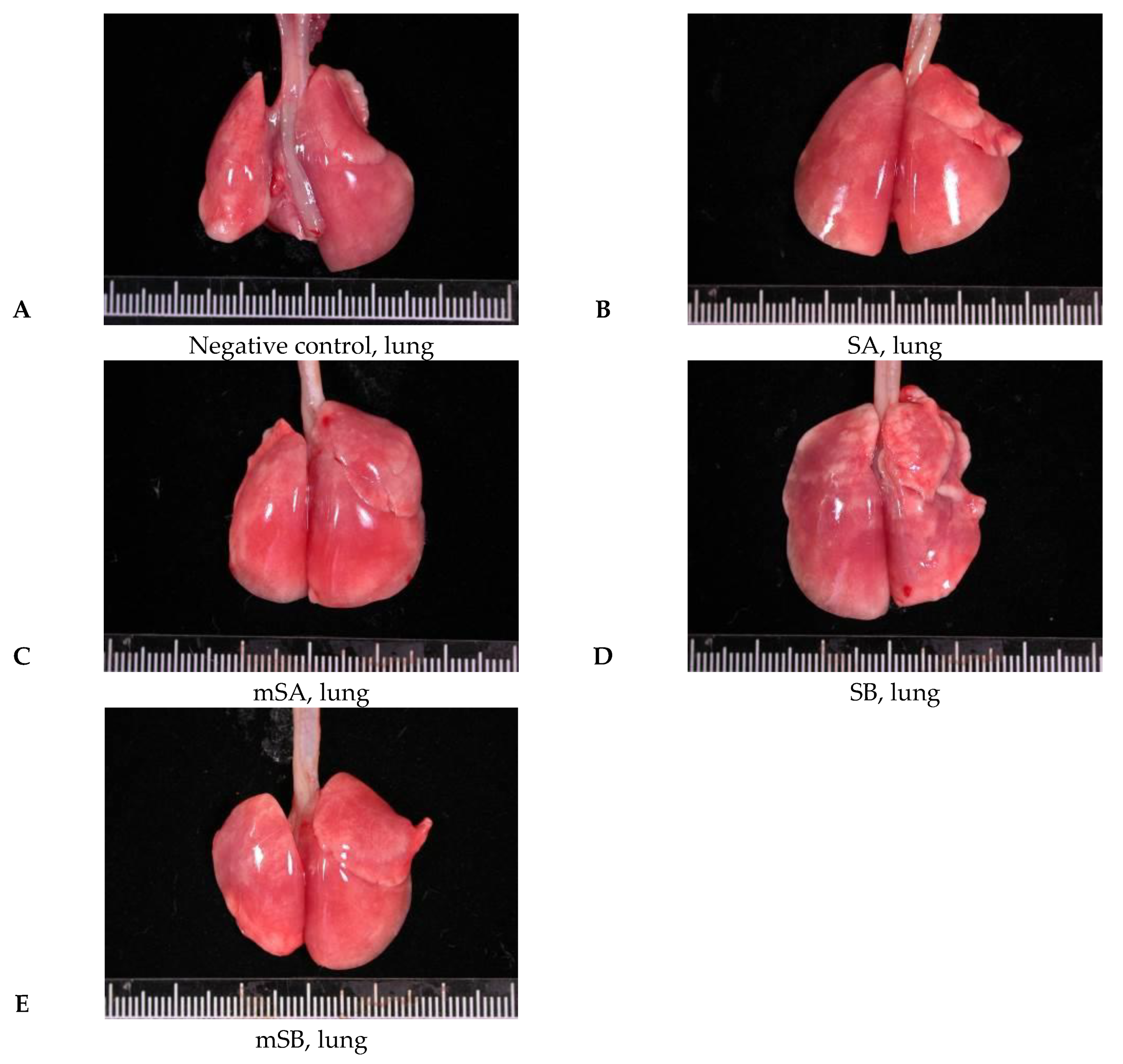 Applsci 11 11990 g005