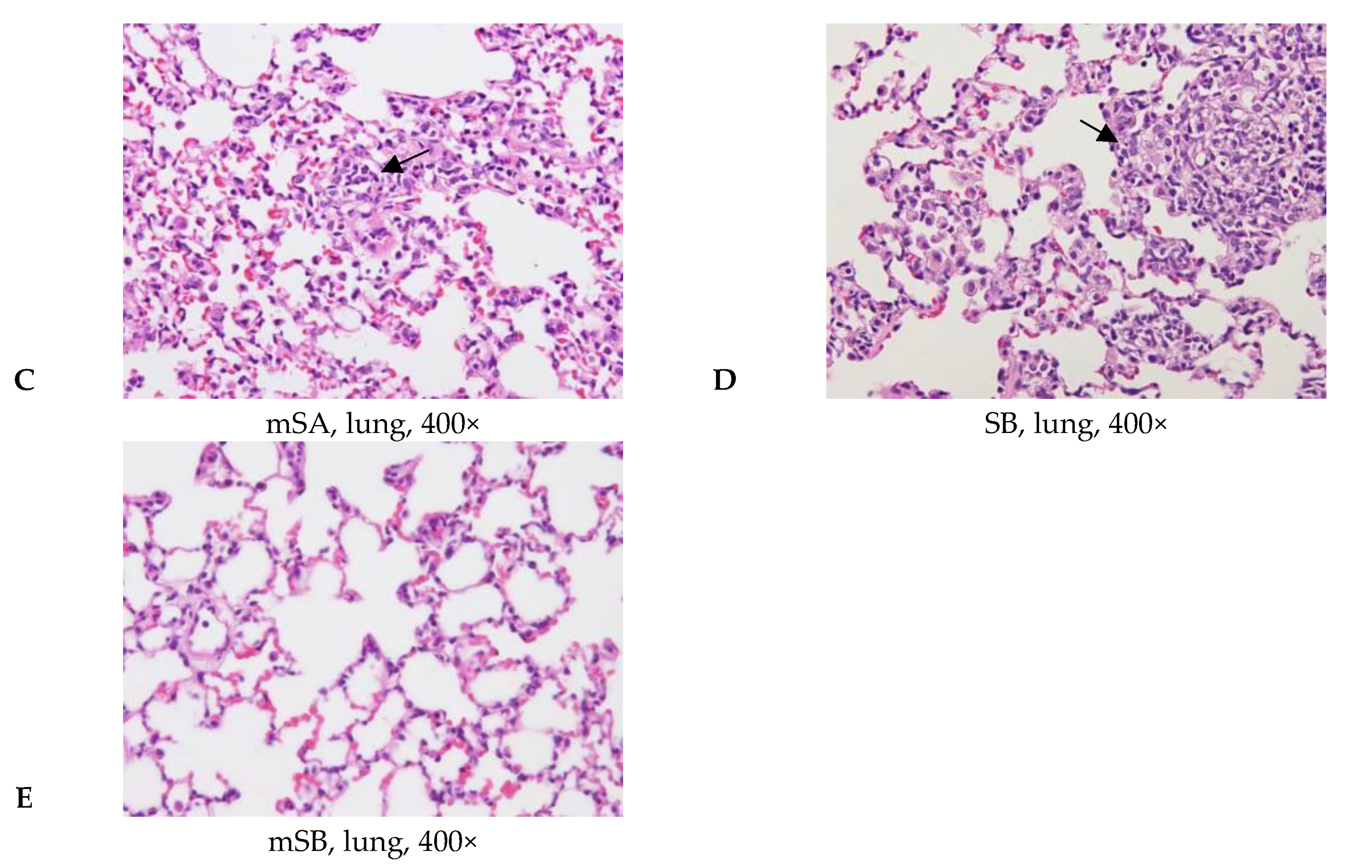 Applsci 11 11990 g006b