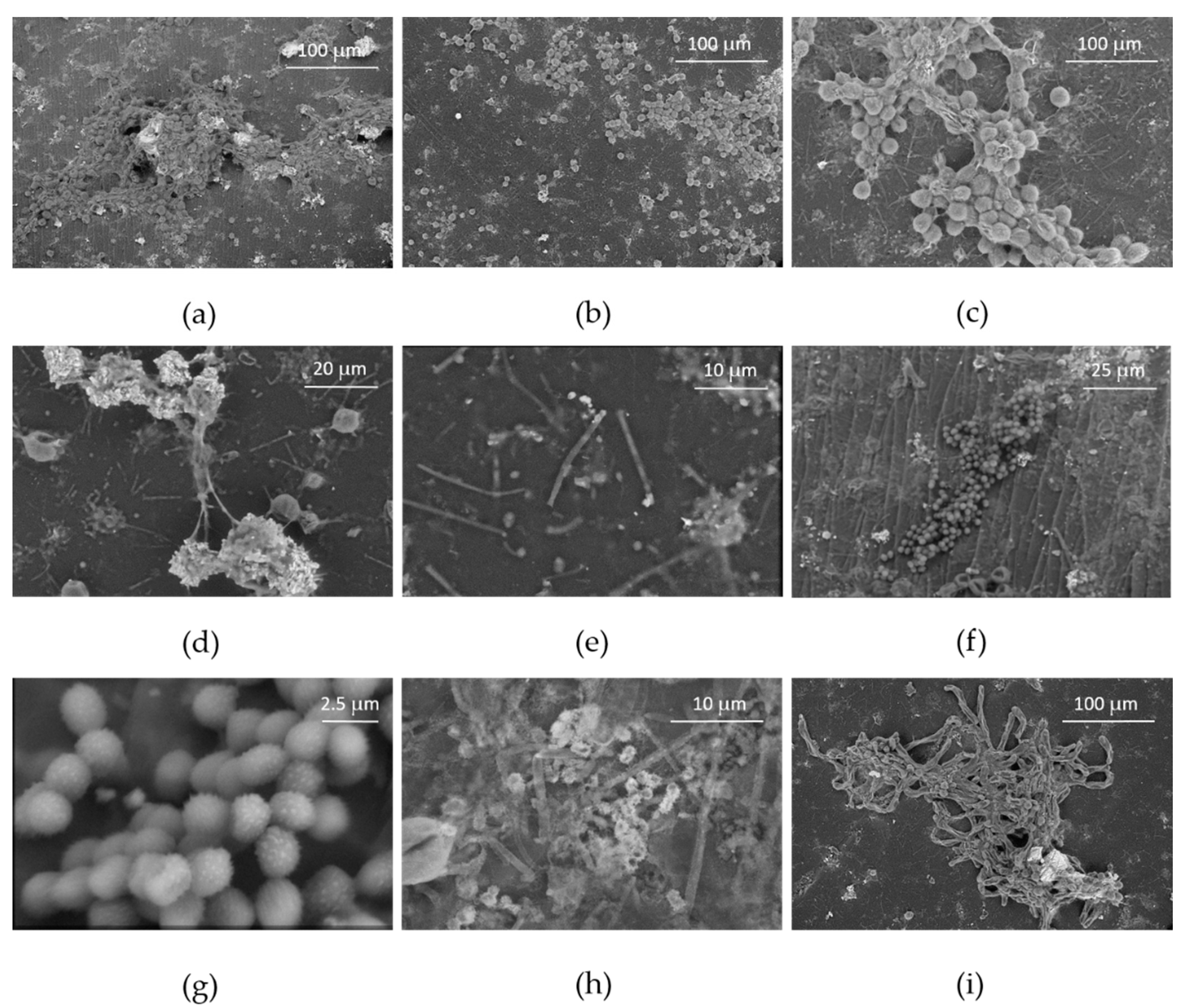 Applsci 12 00466 g005