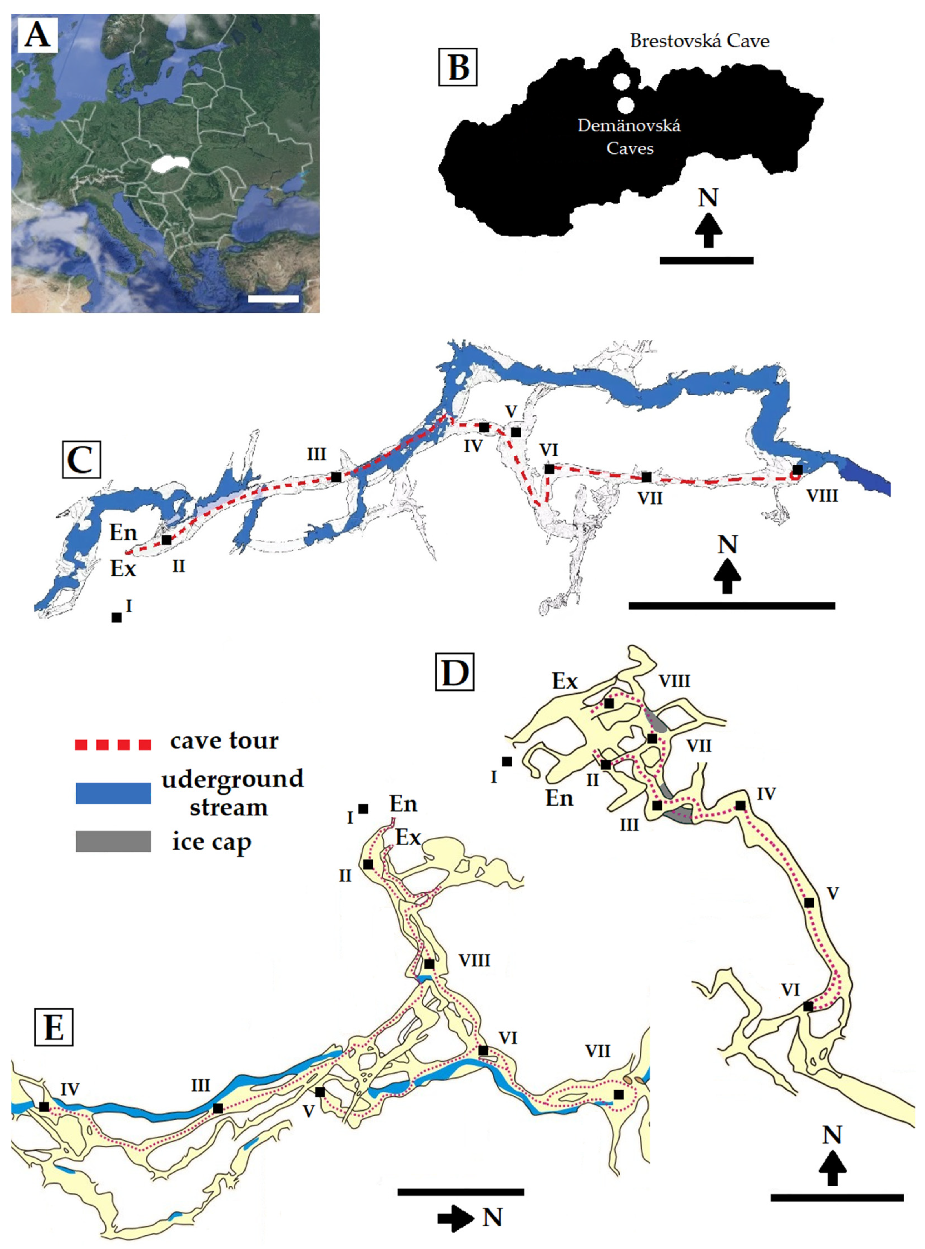 Applied Sciences | Free Full-Text | Keratinophilic and Keratinolytic Fungi  in Cave Ecosystems: A Culture-Based Study of Brestovsk&aacute; Cave and  Dem&auml;novsk&aacute; &#317;adov&aacute; and Slobody Caves (Slovakia) |  HTML