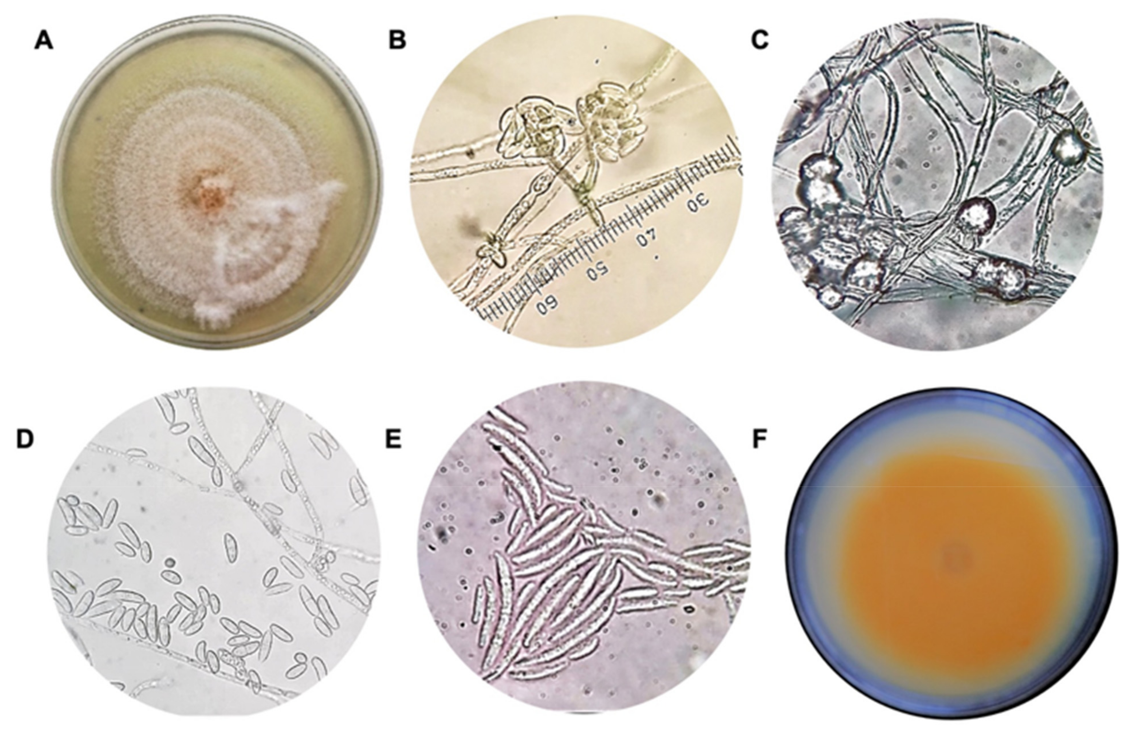 Applsci 12 03213 g001 Applsci 12 03213 g001