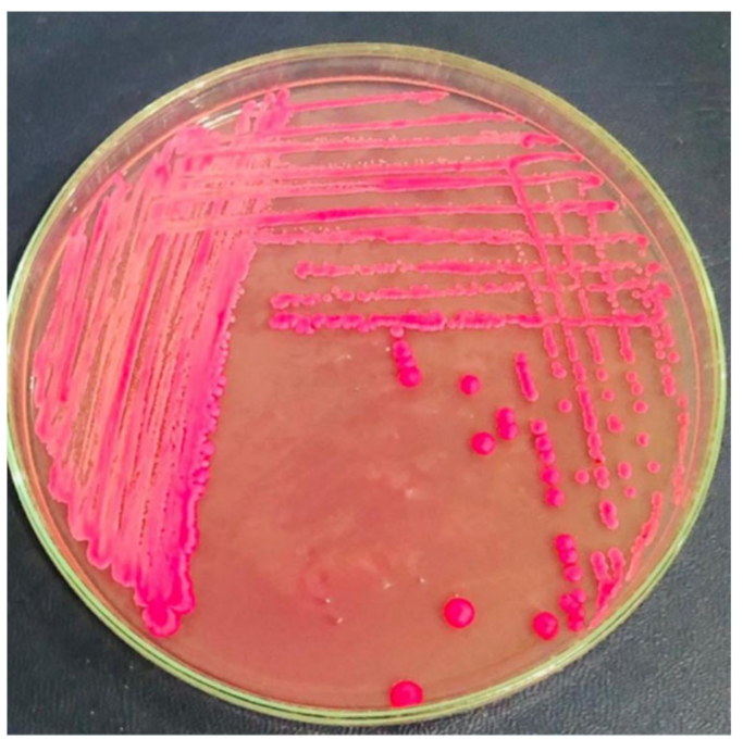 Applsci 12 07004 g003 Applsci 12 07004 g003