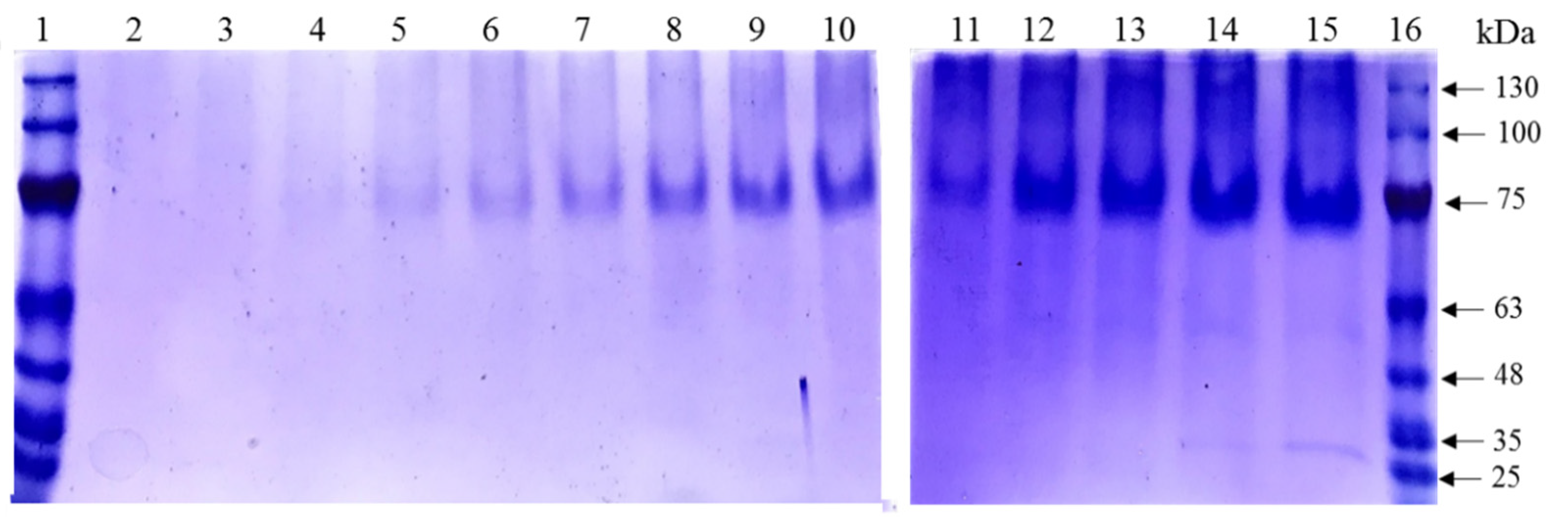 Applied Sciences | Free Full-Text | Constitutive High Expression Level of a  Synthetic Deleted Encoding Gene of Talaromyces minioluteus Endodextranase  Variant (r–TmDEX49A–ΔSP–ΔN30) in Komagataella  phaffii (Pichia pastoris)