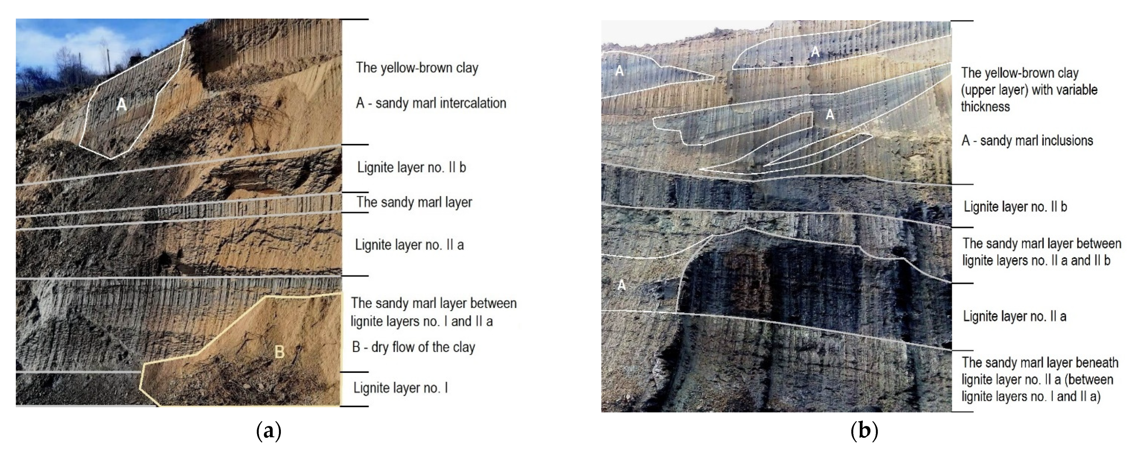 Piece of lignite from Frielendorf. (A) Overview of lignite slab