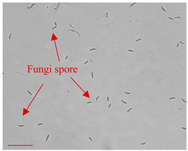 Applsci 12 10627 i001