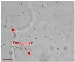 Applsci 12 10627 i002