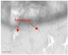 Applsci 12 10627 i006