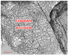 Applsci 12 10627 i007