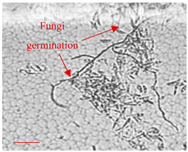 Applsci 12 10627 i011