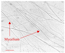 Applsci 12 10627 i013