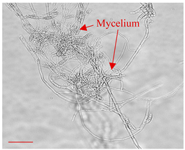 Applsci 12 10627 i014