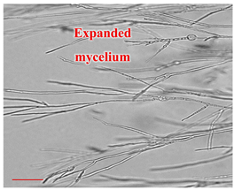 Applsci 12 10627 i016