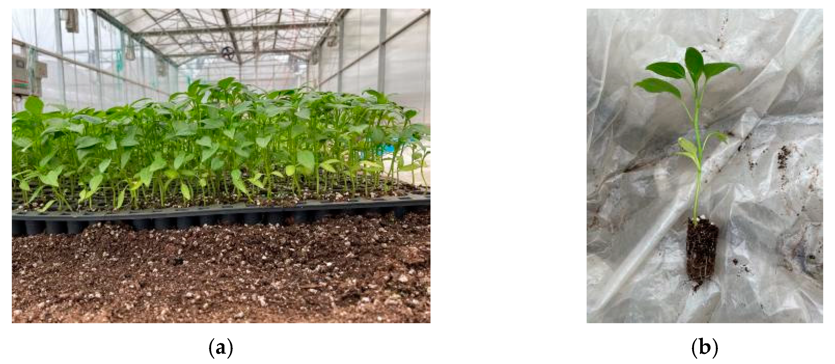 Applsci 12 11125 g006