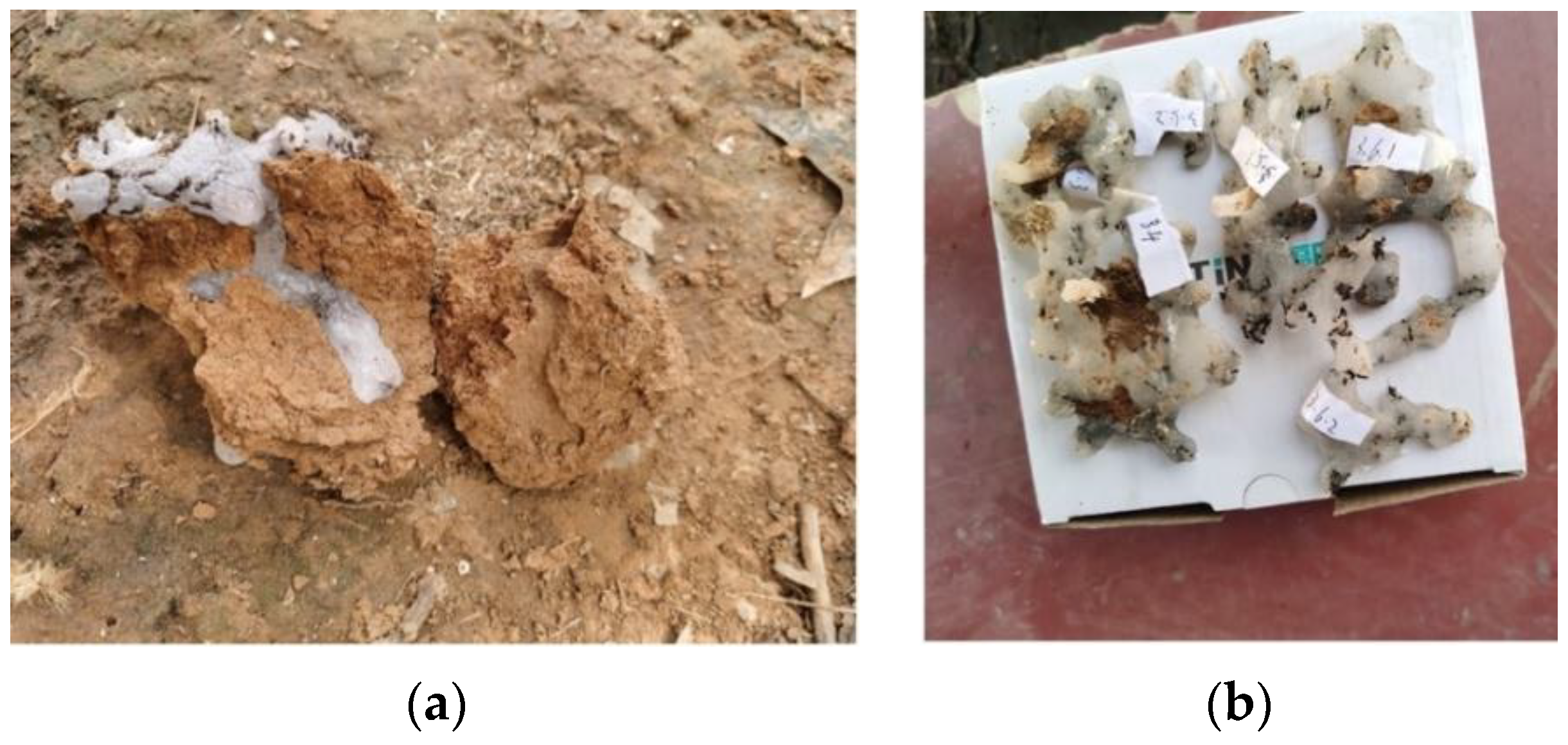 excavated ant colonies