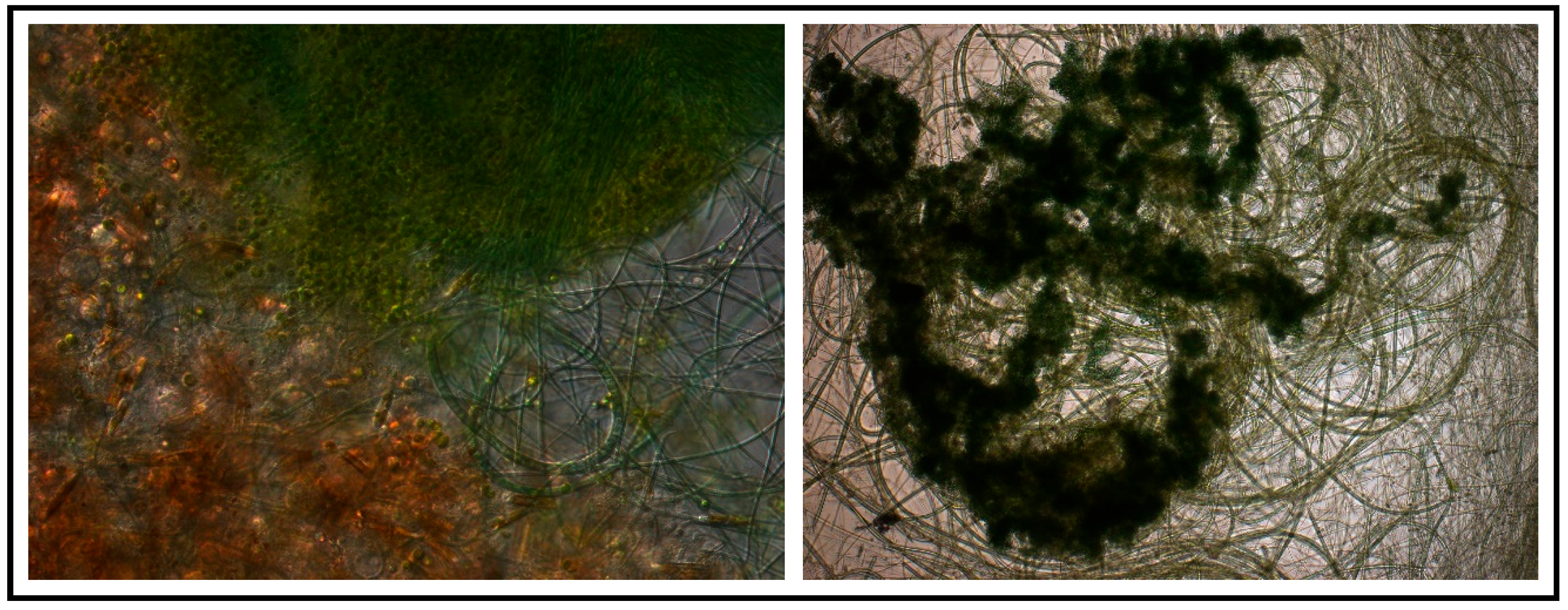 Applsci 13 01098 g010