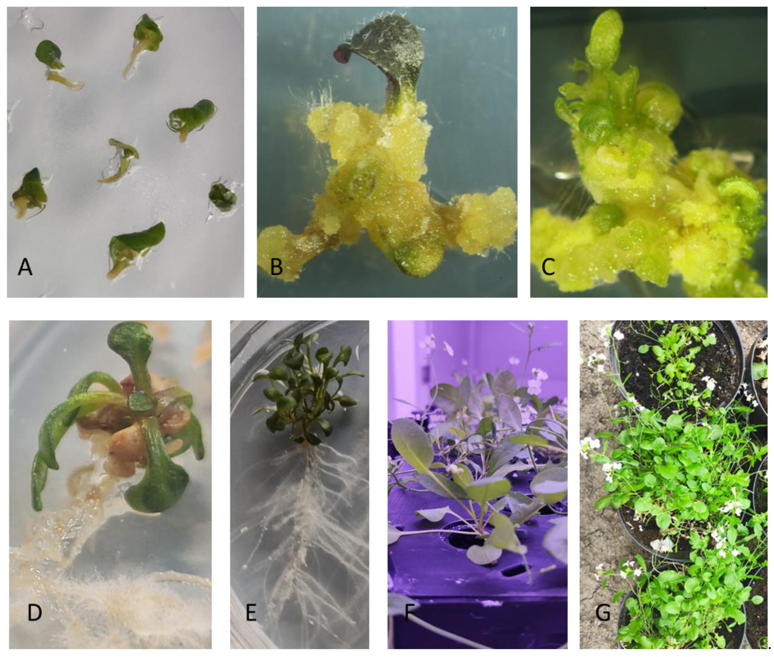 Applsci 13 01617 g001