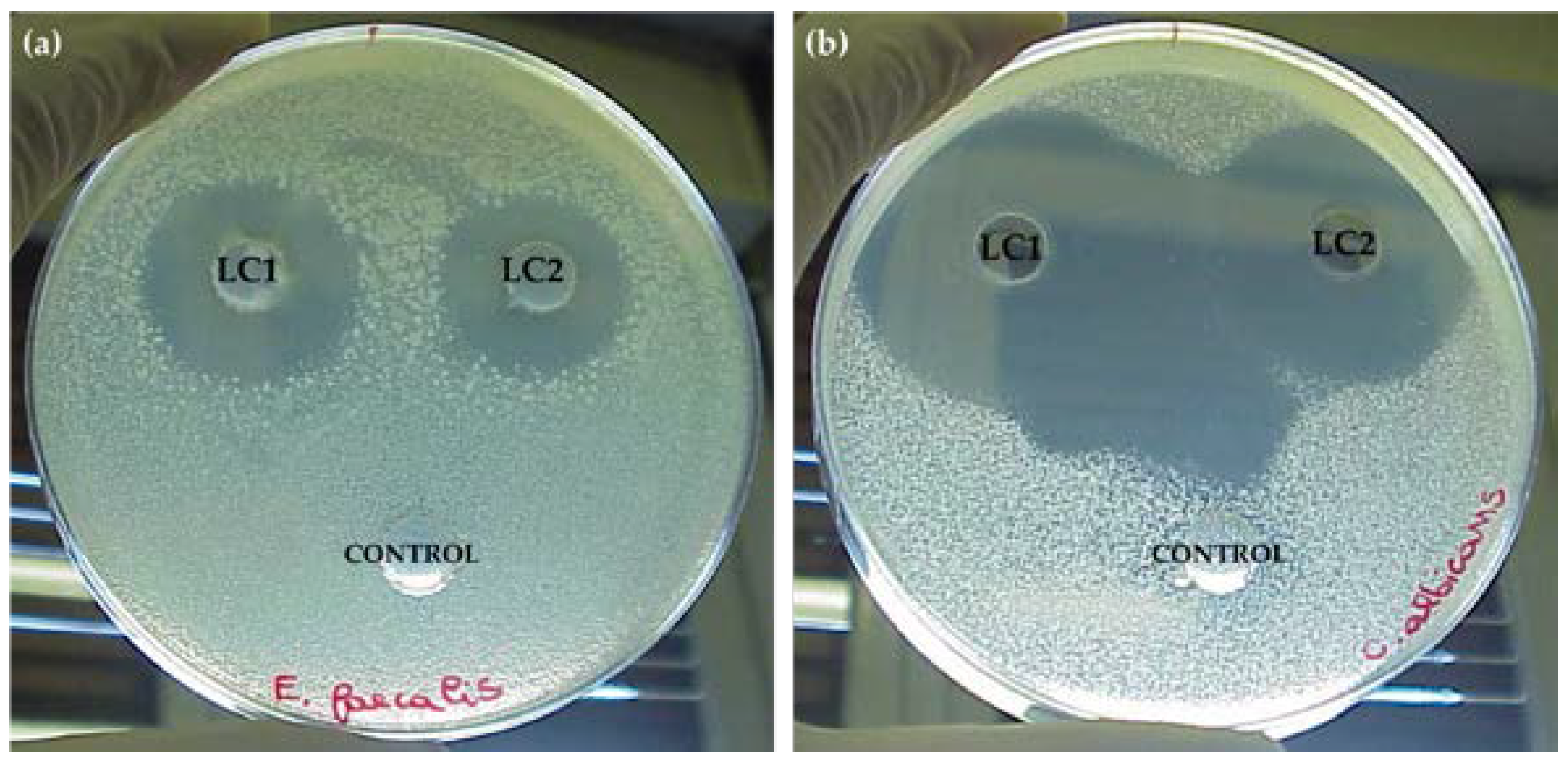Applsci 13 01976 g001 Applsci 13 01976 g001
