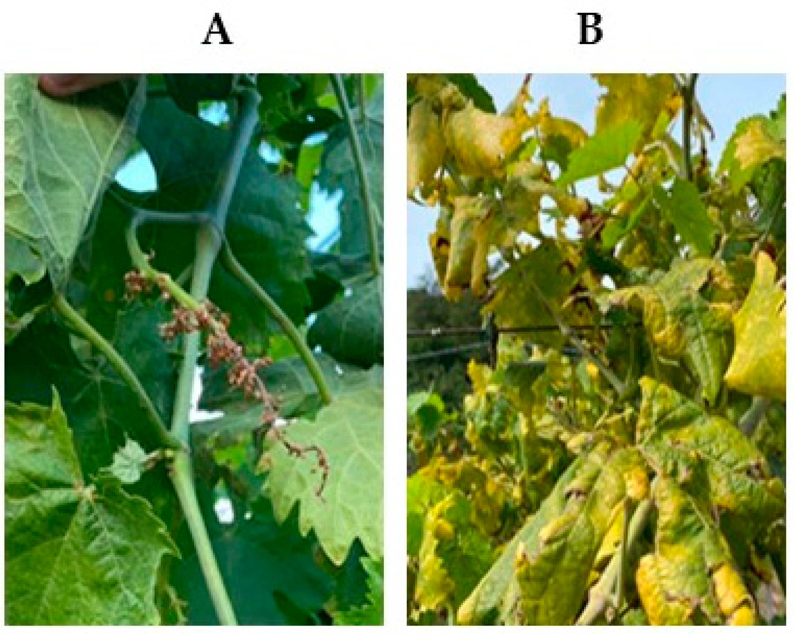 Applsci 13 02388 g006