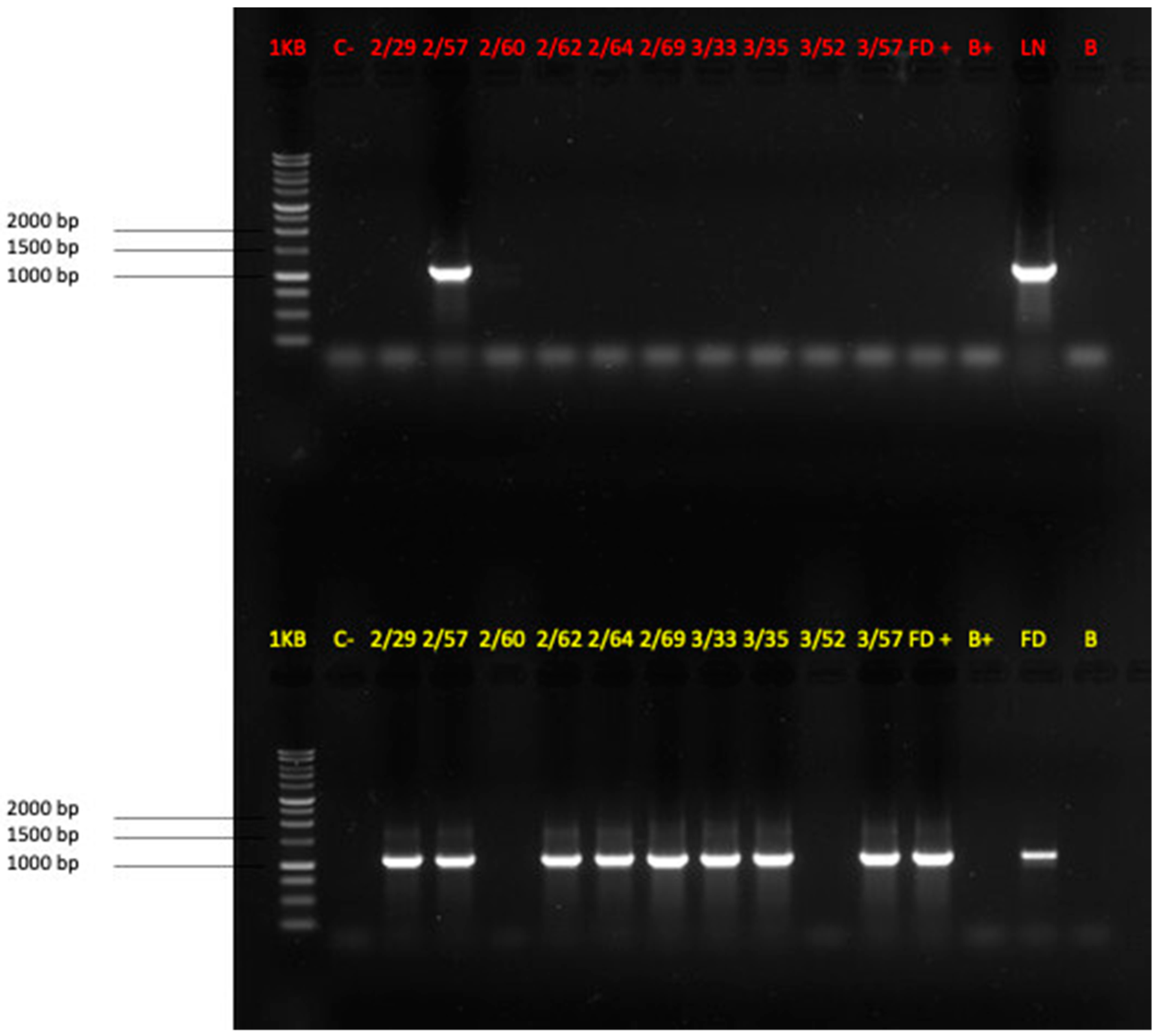 Applsci 13 02388 g007