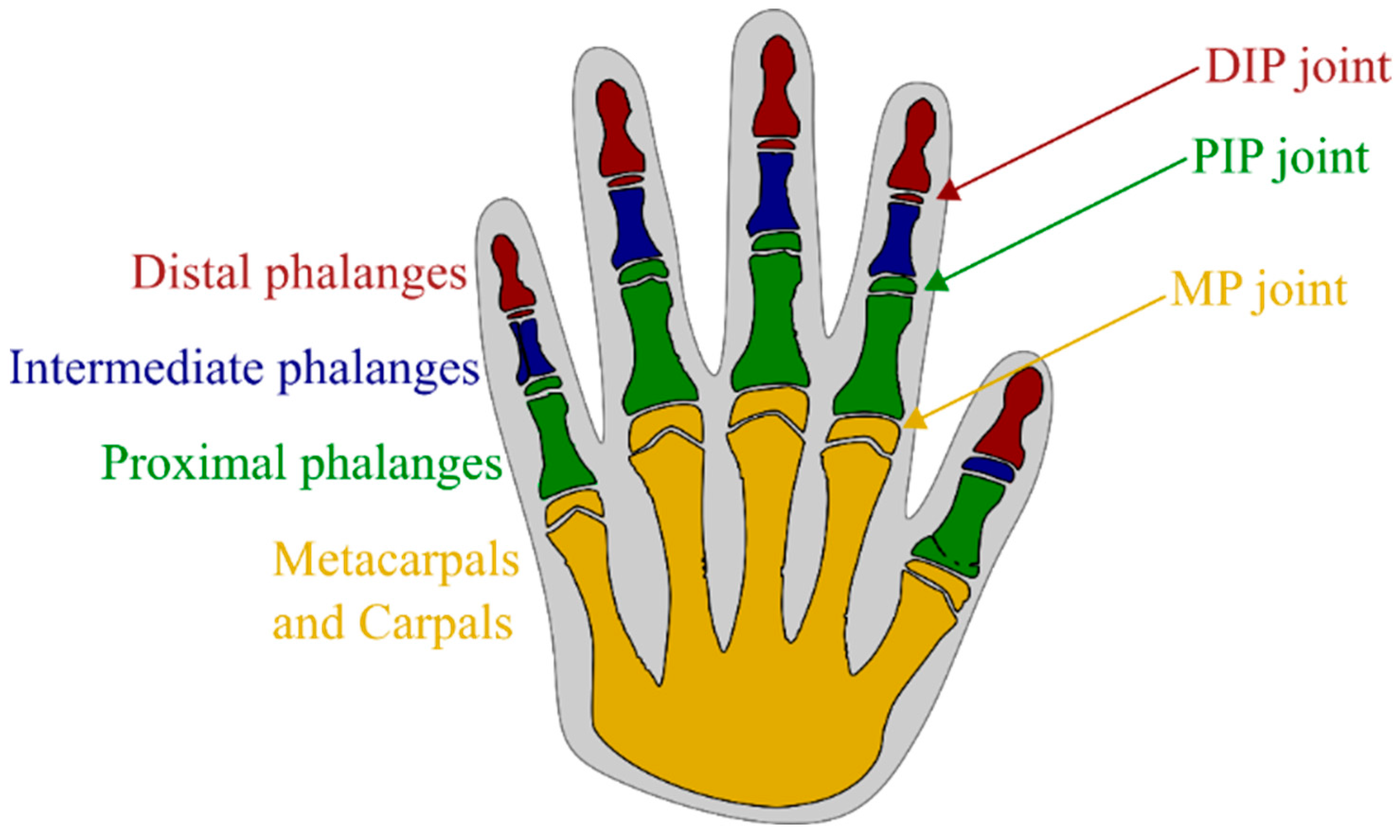 Fingertips rotated about the estimated knuckle poition. Top