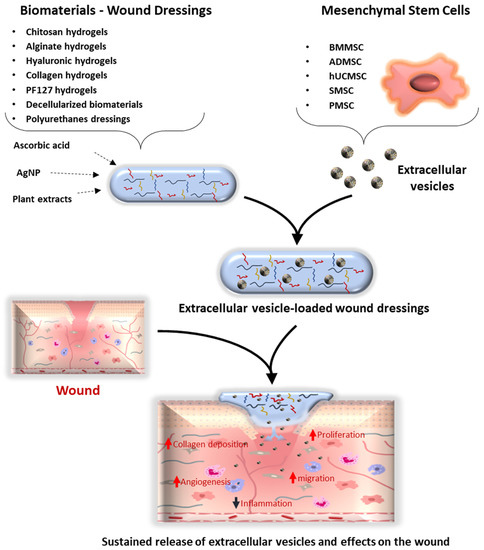 Frontiers  Using extracellular matrix as the bio-glue for wound repair in  the surgery