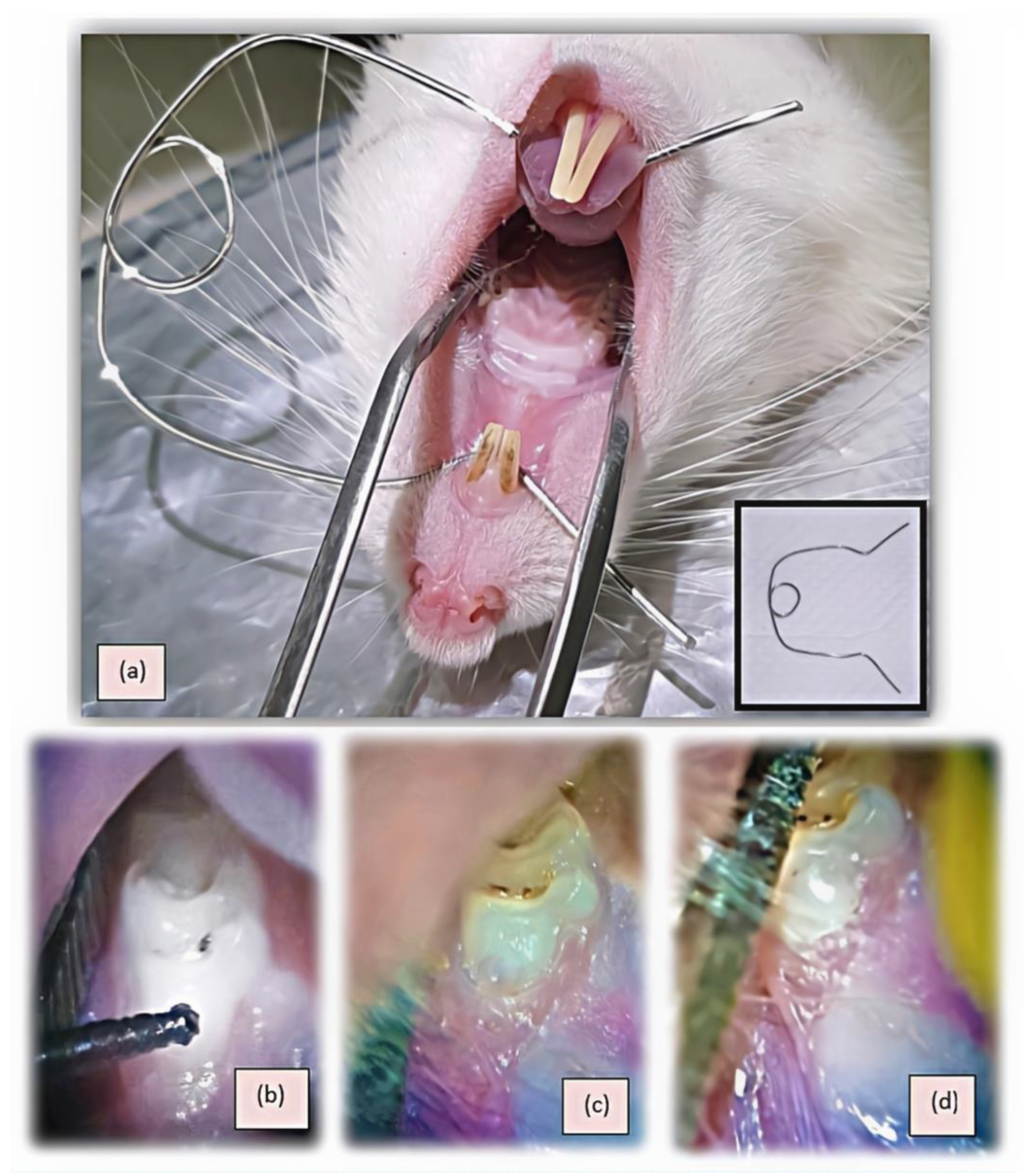 Applied Sciences | Free Full-Text | Dentin&ndash;Pulp Complex Response in  Molars of Rats after Occlusal and Cervical Restorations with Conventional  Glass Ionomer Cement and Nano-Hydroxyapatite Silica Glass Ionomer Cement