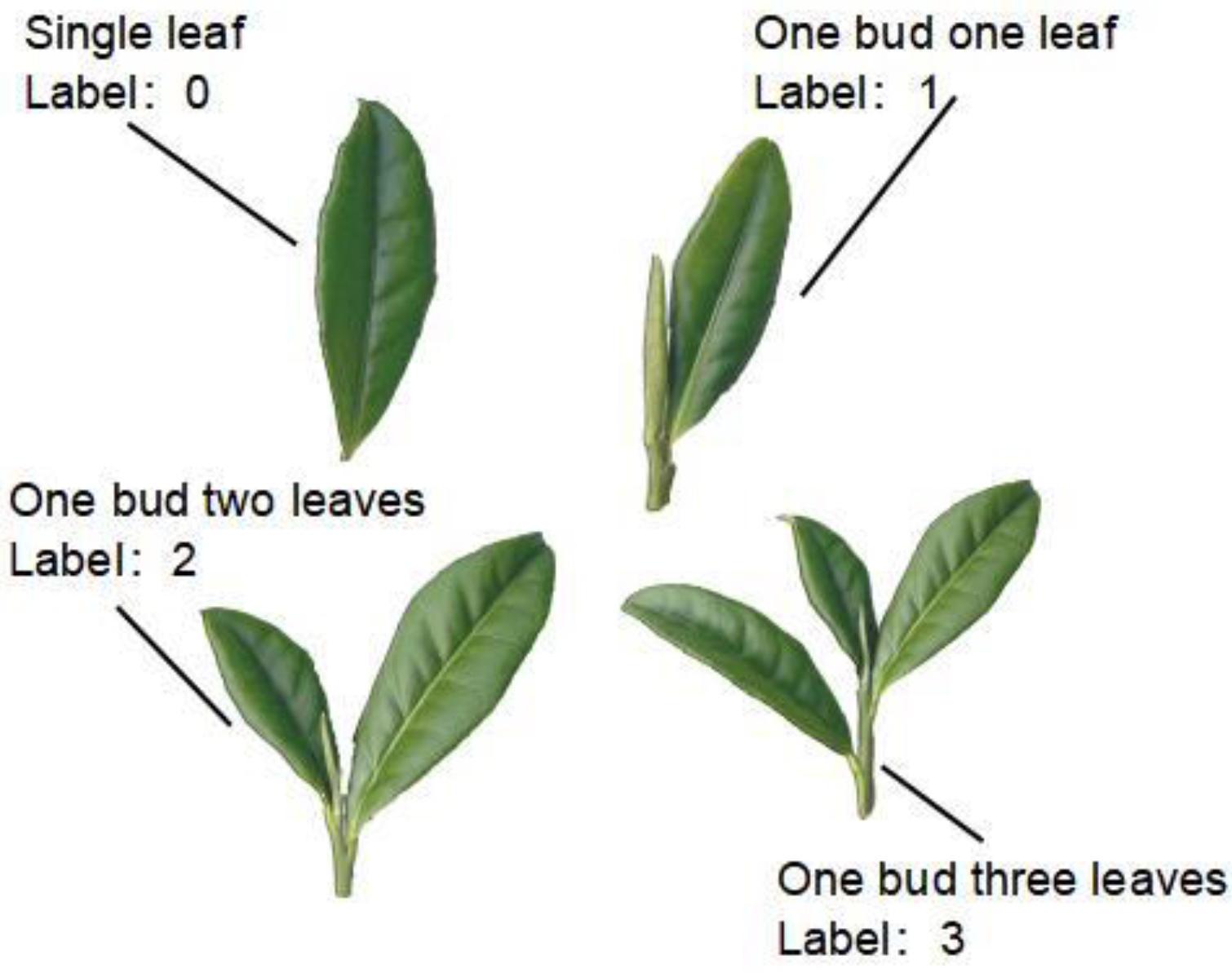 fresh-tea-leaves