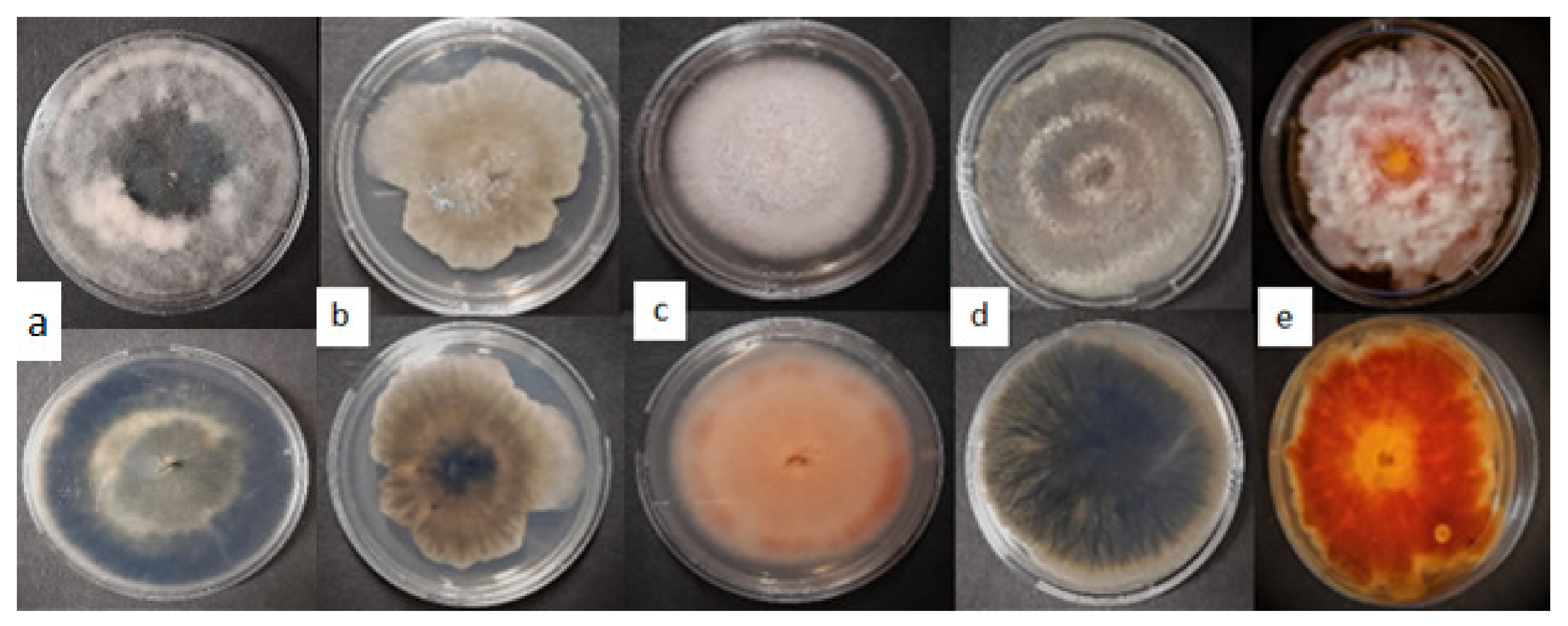 Applsci 13 03731 g004 Applsci 13 03731 g004