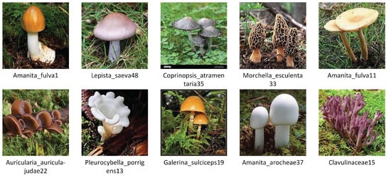 Applied Sciences | Free Full-Text | Wild Mushroom Classification Based ...