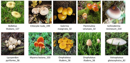 Applied Sciences | Free Full-Text | Wild Mushroom Classification Based ...