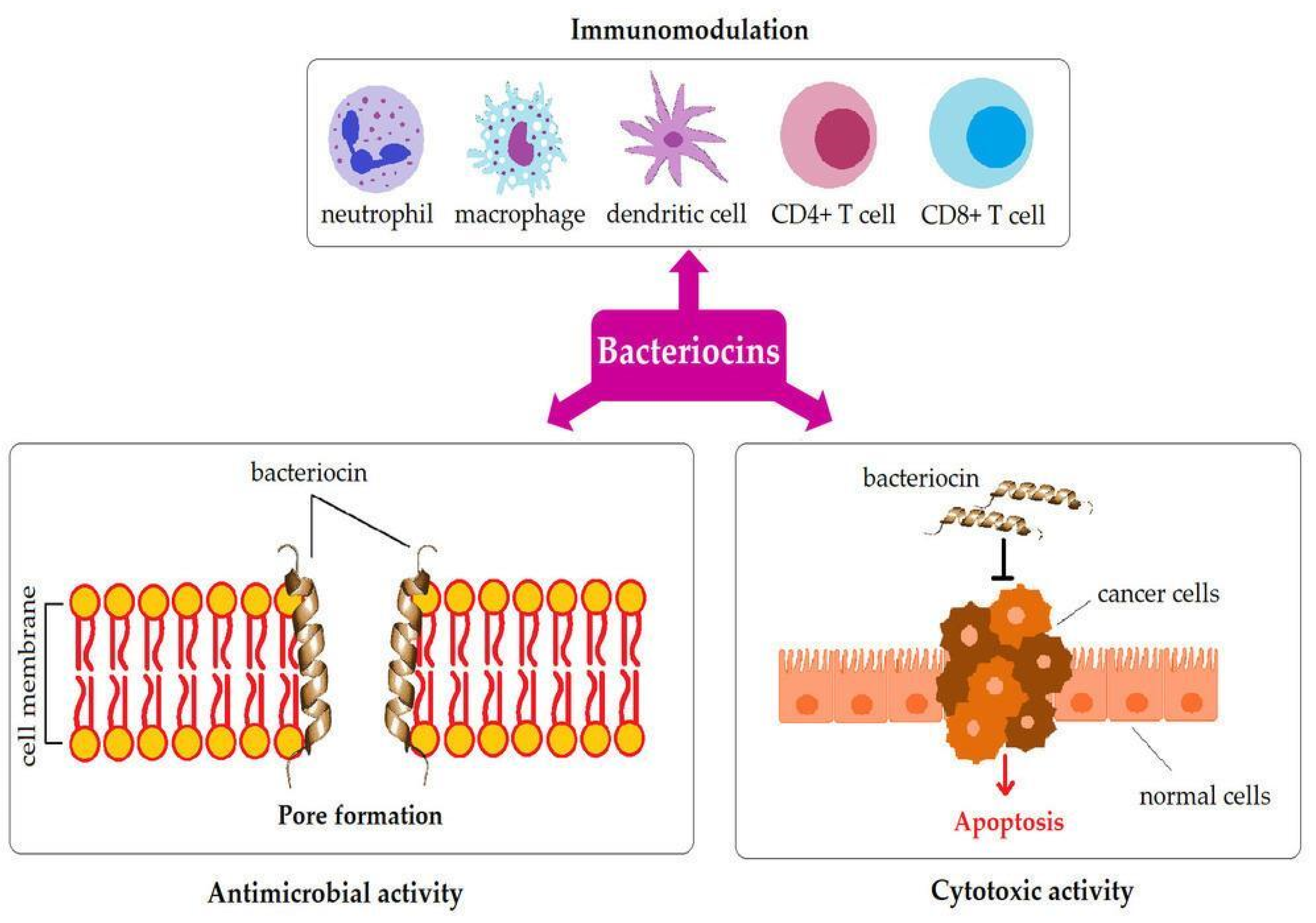 Applied Sciences | Free Full-Text | Immunomodulatory Properties of  Probiotics and Their Derived Bioactive Compounds