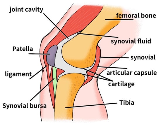 ACL Injury - The Comprehensive Guide to Anterior Cruciate Ligament