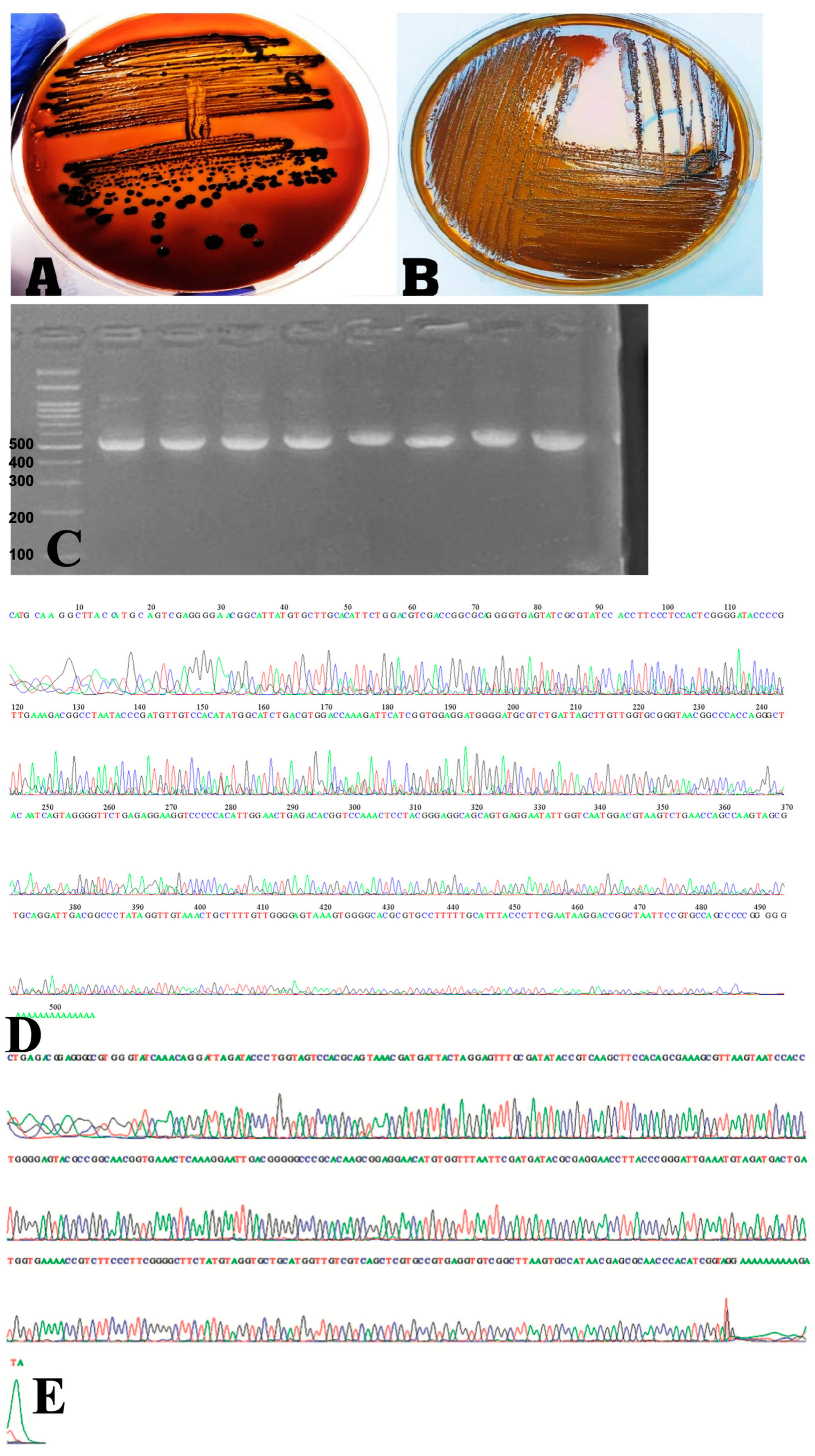 Applied Sciences | Free Full-Text | Extraction of Cuminum cyminum