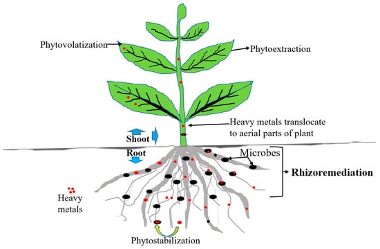 Applied Sciences | Free Full-Text | Microbial-Based Heavy Metal ...