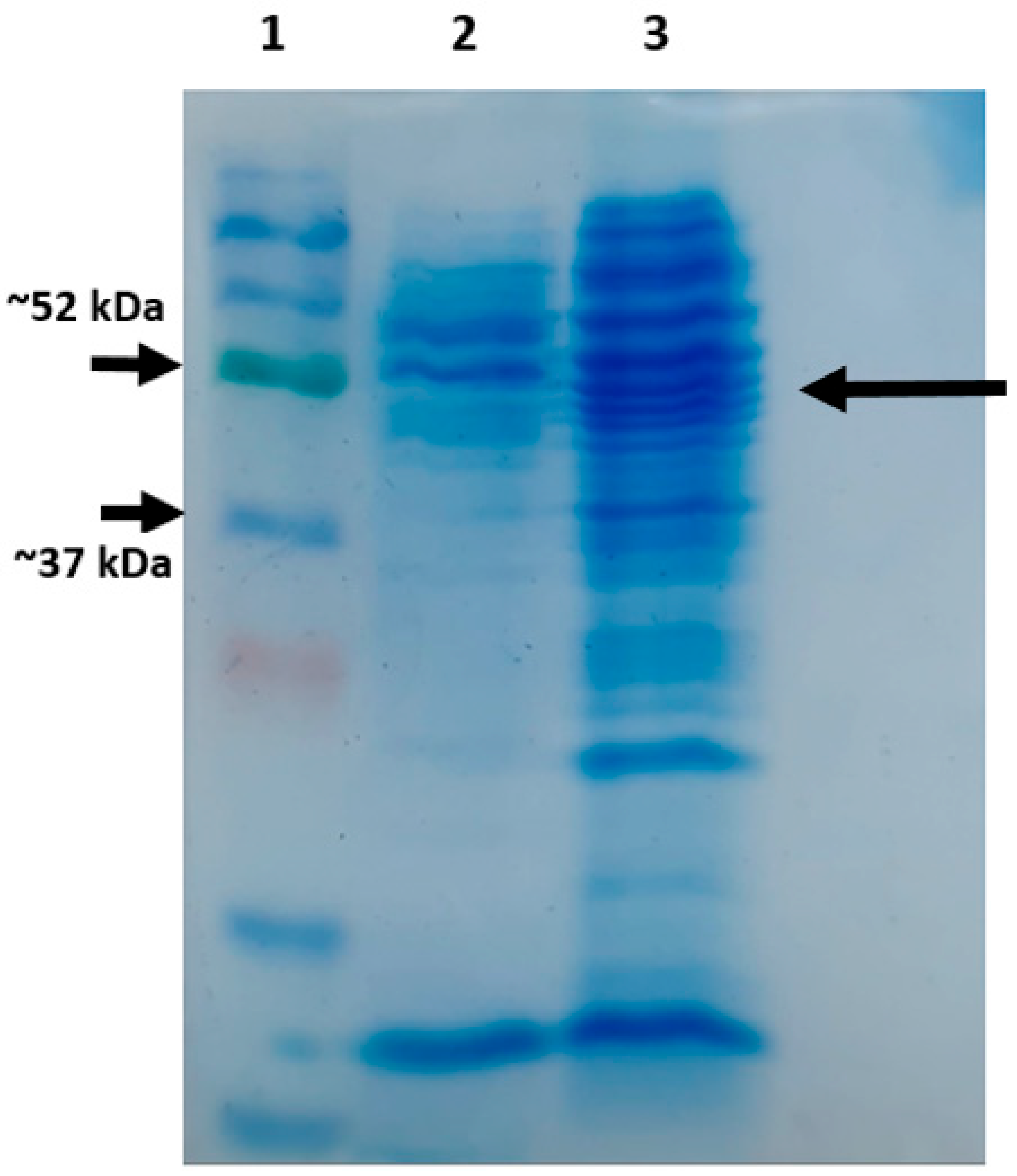 Applsci 13 09382 g001