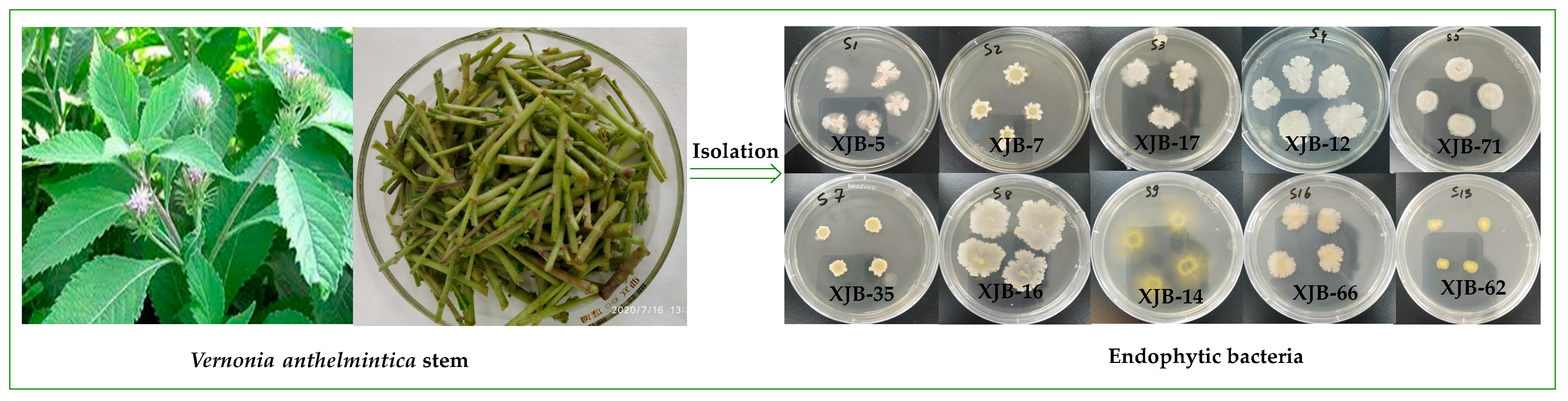 Applsci 13 09797 g001