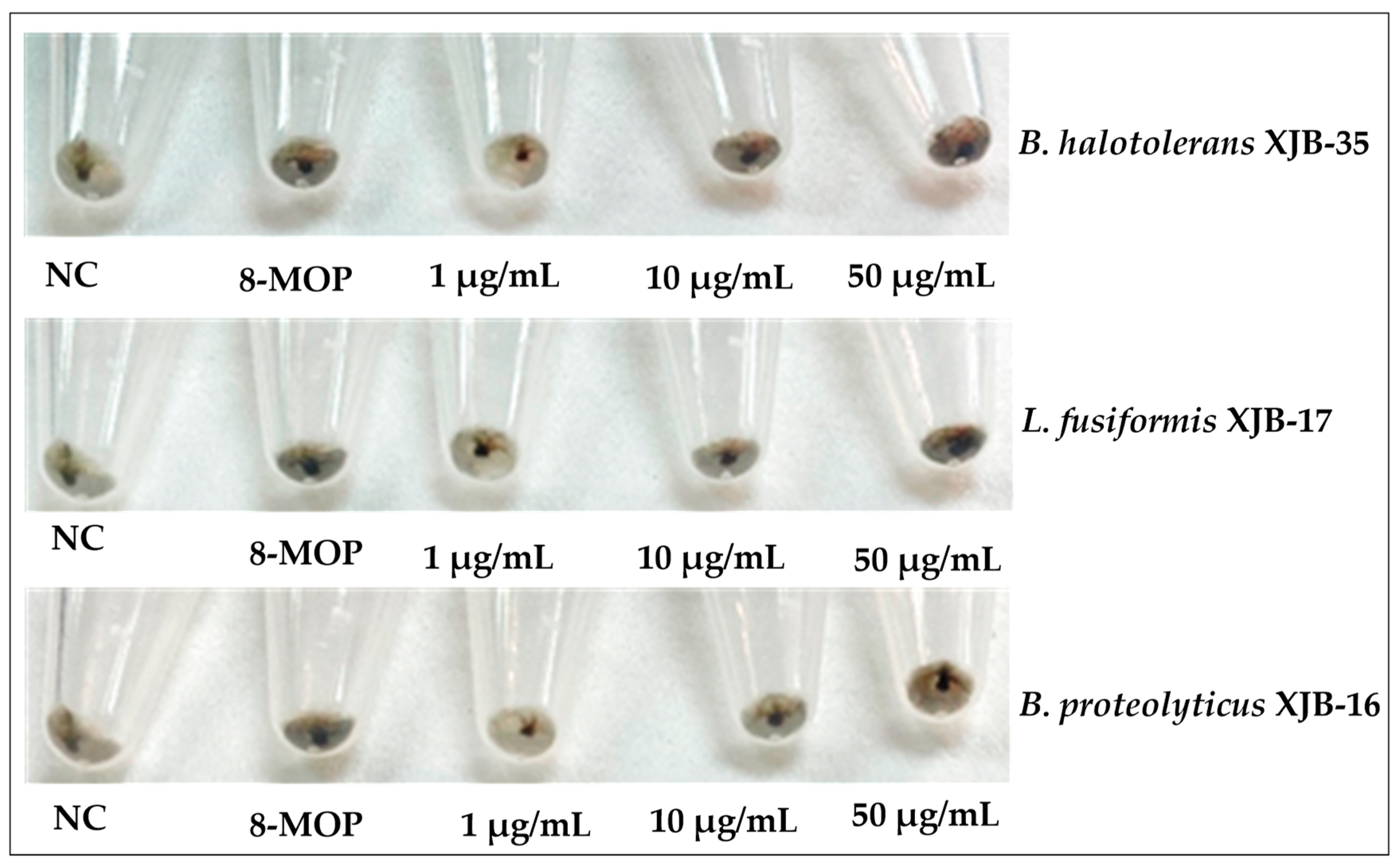 Applsci 13 09797 g004