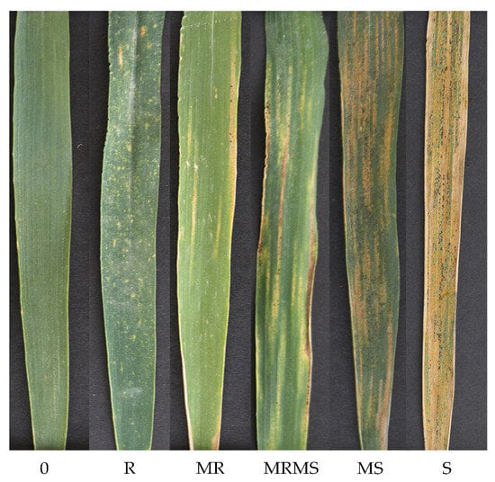 Applied Sciences | Free Full-Text | Detection of Wheat Yellow Rust