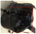 Applsci 13 10410 i007