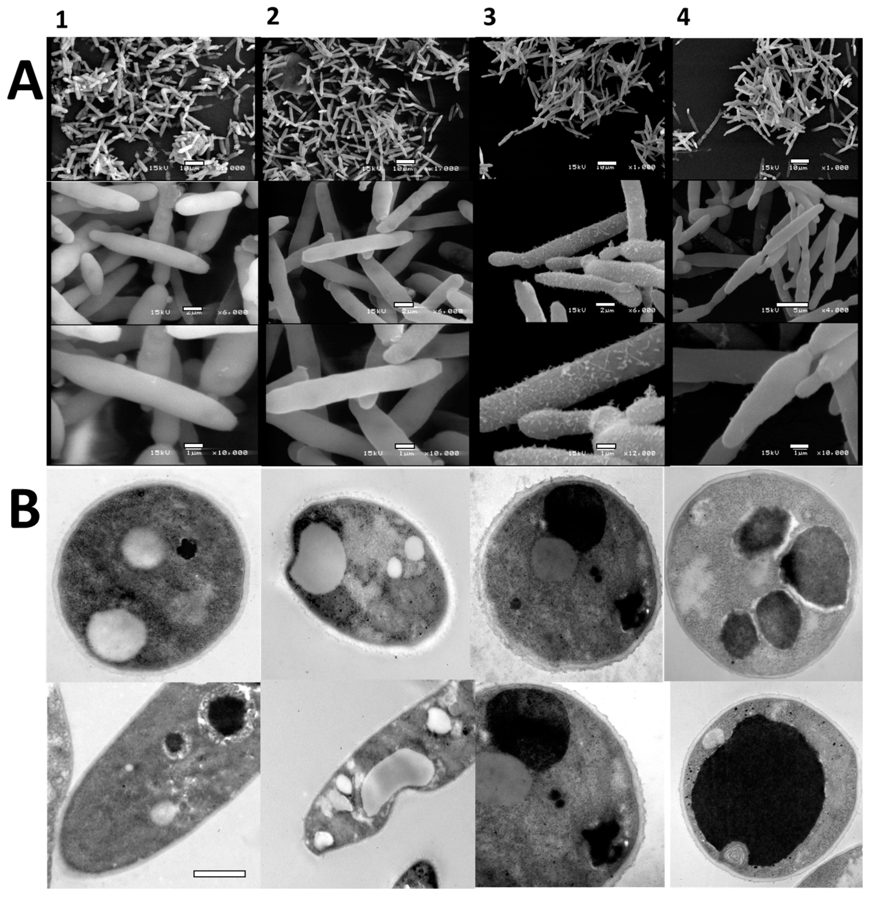 Applsci 13 11288 g003