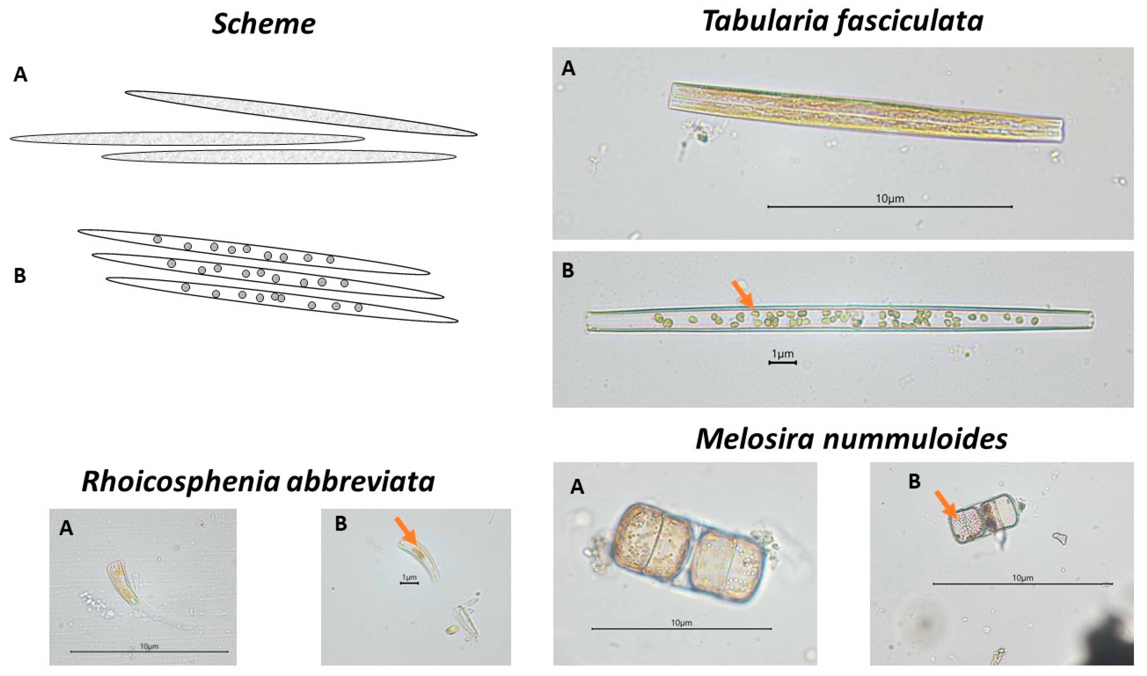 Applsci 13 12238 g001