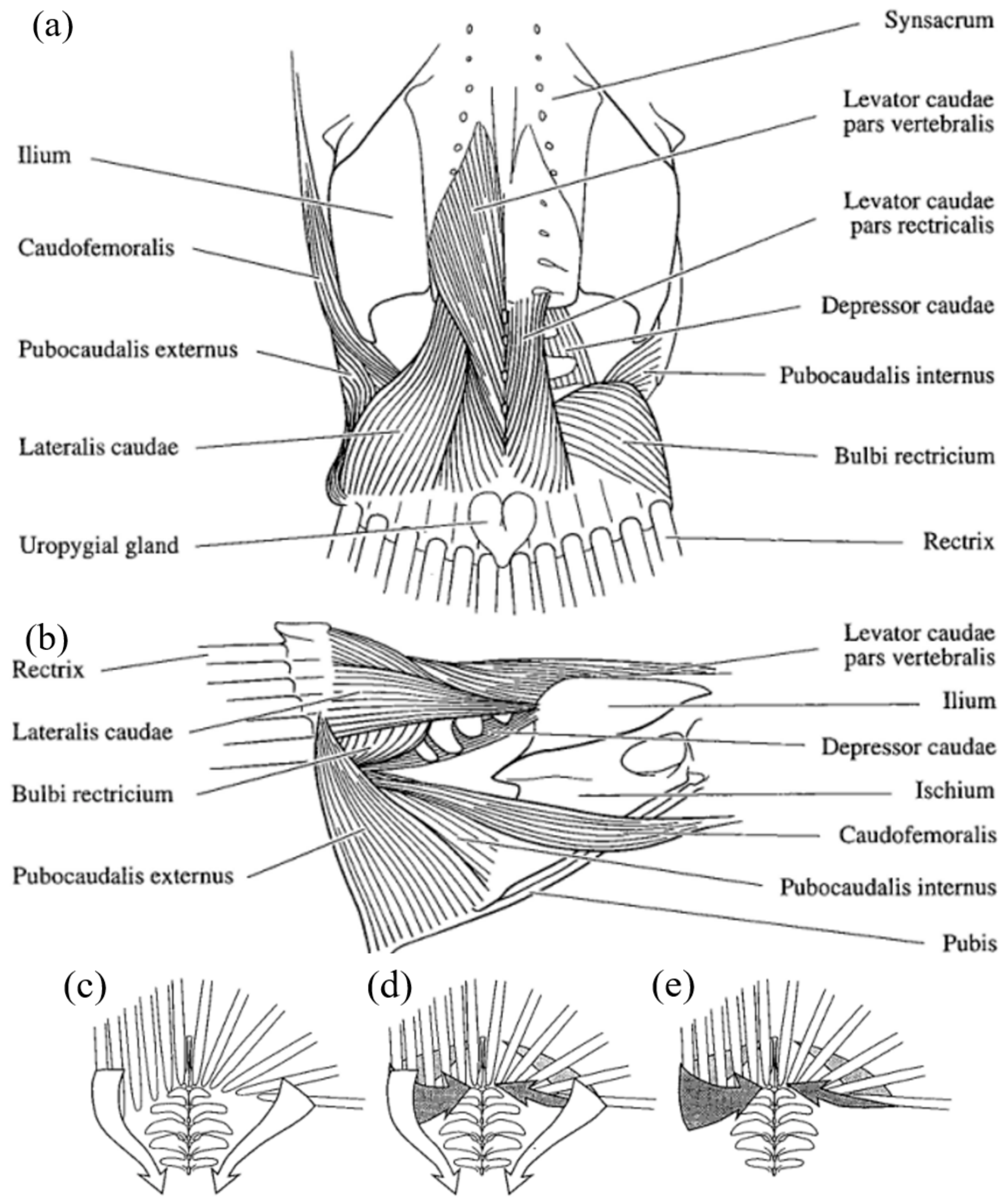 Applied Sciences | Free Full-Text | Design and Kinematic Analysis of ...