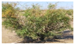 Applsci 13 12614 i002