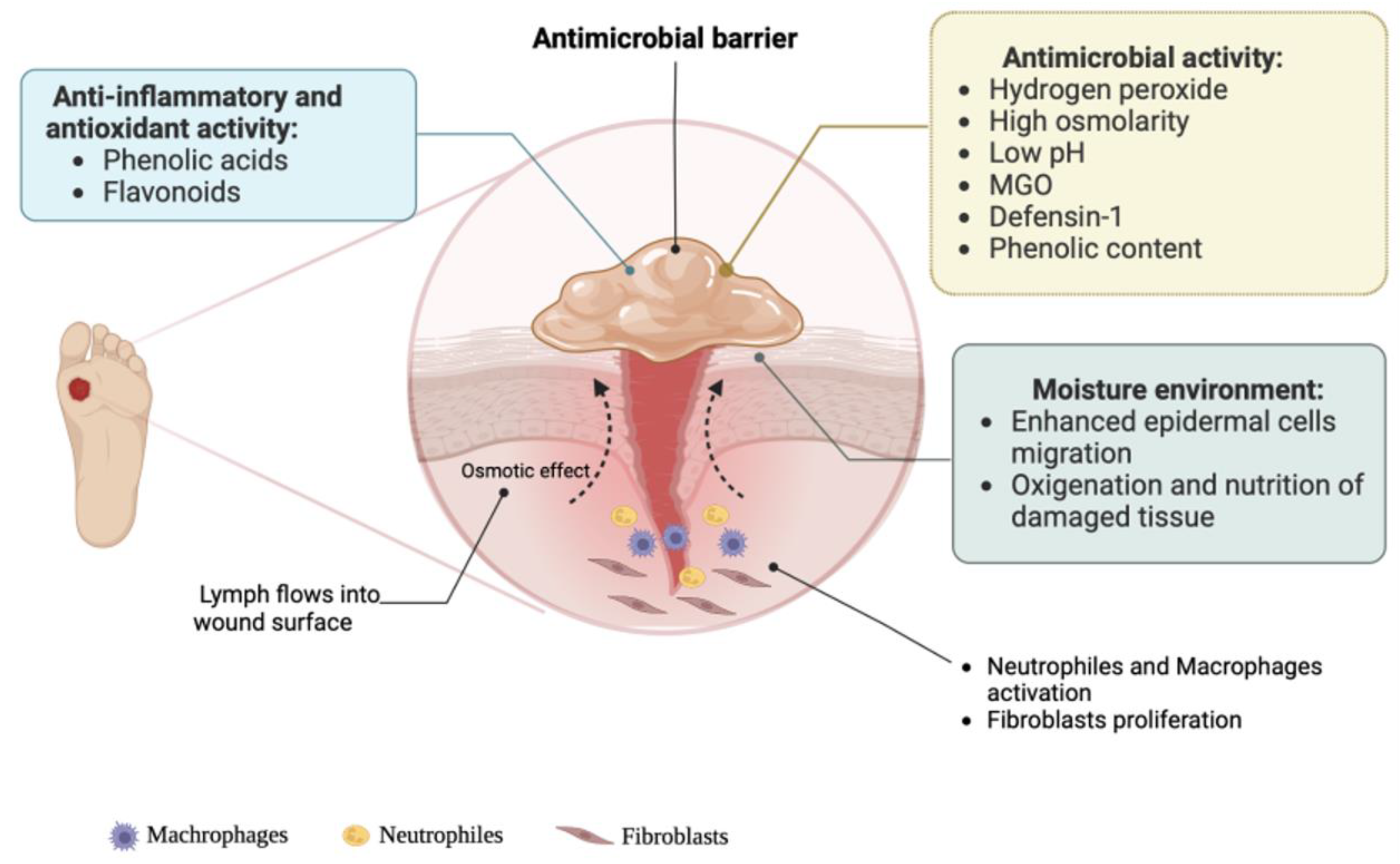 Use of Acacia Gum in the Treatment of Skin Lesions - jumbo-th