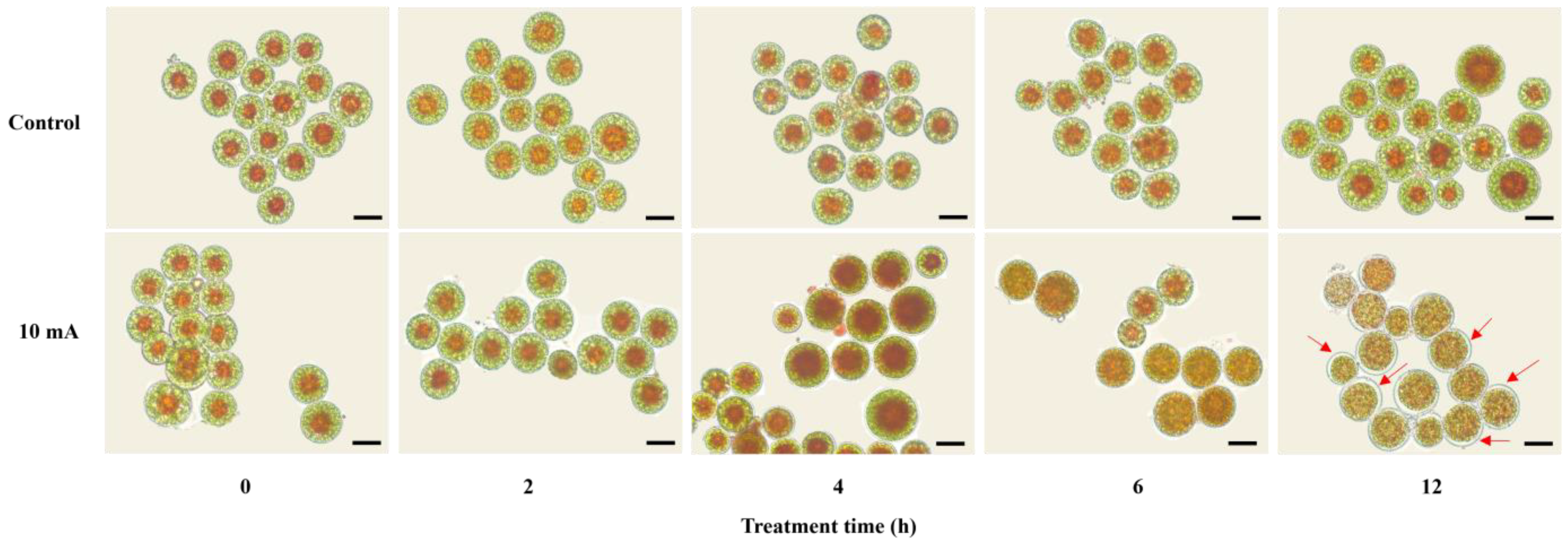 Applsci 13 12959 g002