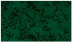 Applsci 13 12991 i003