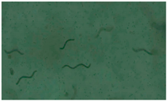 Applsci 13 12991 i005