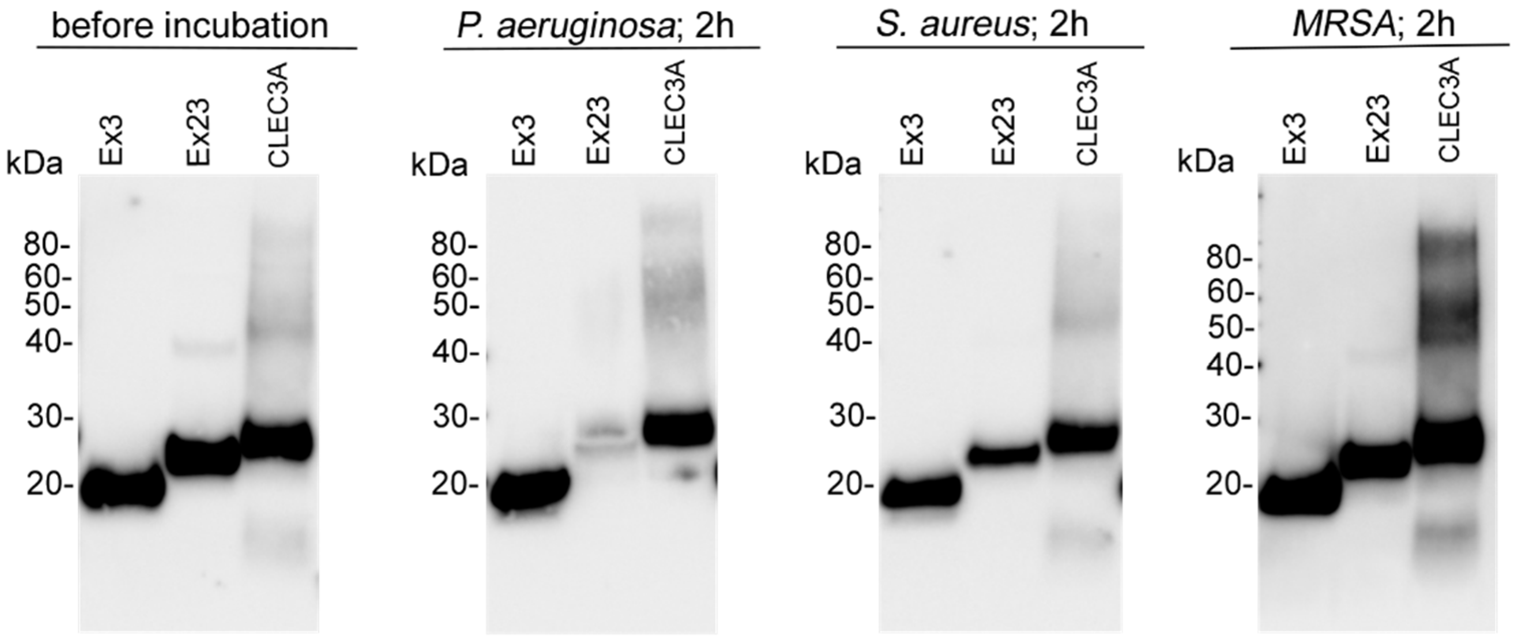 Applsci 14 00184 g004